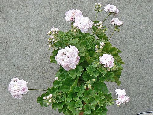 Пишне цвітіння пеларгонії Millfield Rose