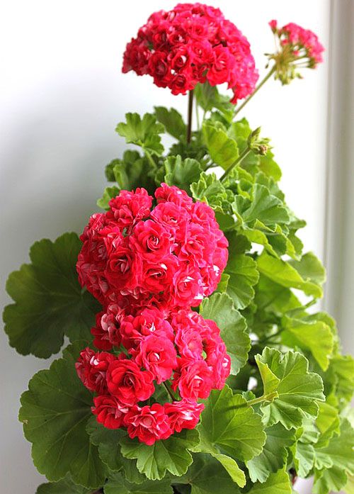 Рясно квітуча пеларгонія Rosebud Supreme