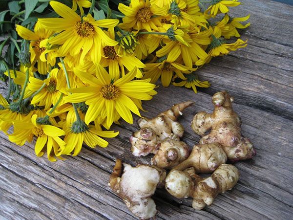 Квіти і картоплини топінамбура