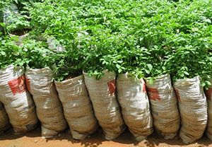 Умови вирощування картоплі