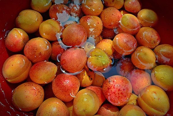 залити абрикоси водою