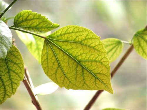 Пожовтіння листя є ознакою захворювання рослини