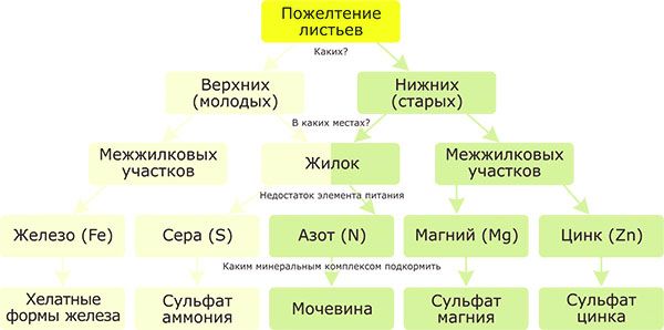 Схема дослідження листя абутилона