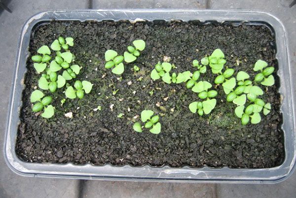 Вчимося вирощувати базилік з насіння в кімнатних умовах
