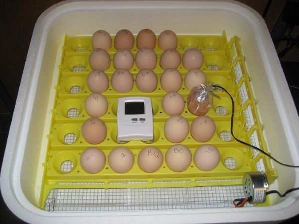 закладка яєць в інкубатор