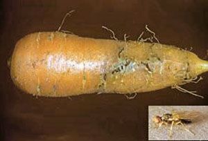 Овоч вражений морквяної мухою