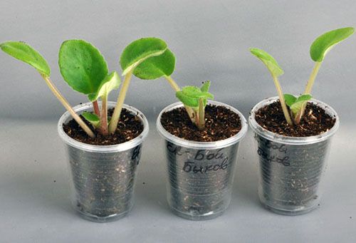 Розвиток молодих рослин