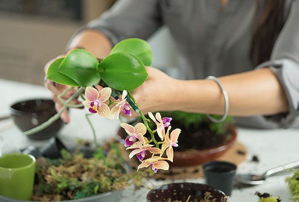 Орхідею пересаджують в придбаний в магазині субстрат