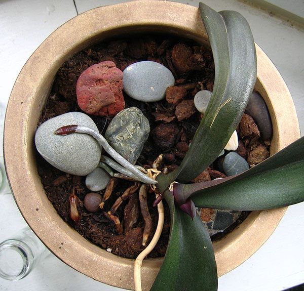 До складу грунту для орхідей входить керамзит і шматочки деревного вугілля