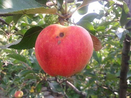 Яблуко пошкоджене плодожерка