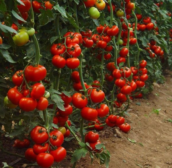 хороший урожай помідорів