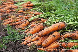 Морква вирощена на грядці