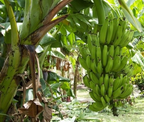 як ростуть банани