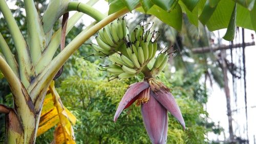 цвітіння банана