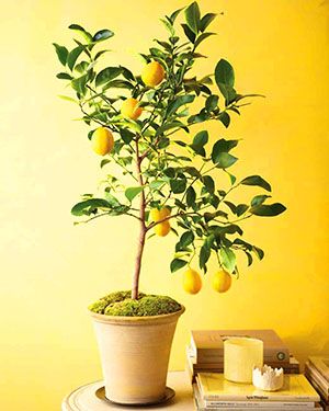 Після щеплення держака плодоносному рослини лимон дасть свої плоди
