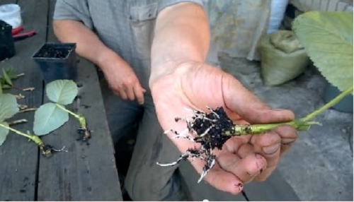 зелені живці