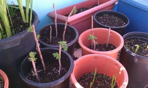 зелені живці в горщиках