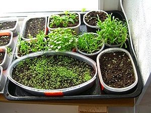 сходи розсади