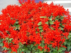 Яку розсаду садять дачники Уралу і Підмосков'я в лютому?