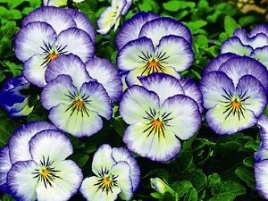 Яку розсаду садять дачники Уралу і Підмосков'я в лютому?