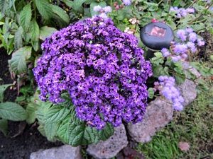 Яку розсаду садять дачники Уралу і Підмосков'я в лютому?