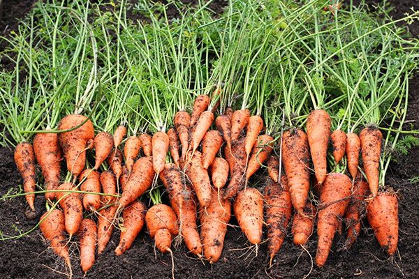 підготовка моркви до зберігання