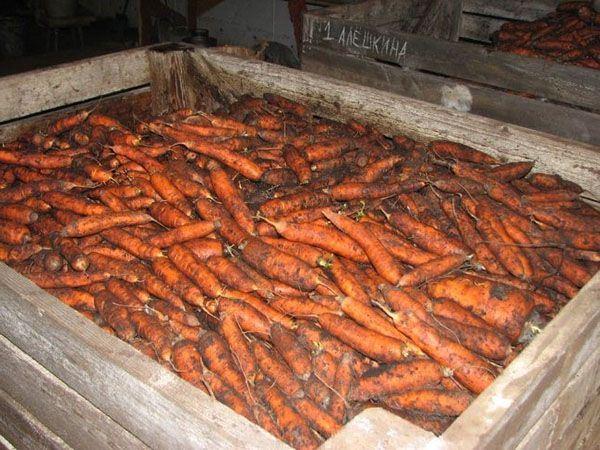зберігання моркви в великому ящику