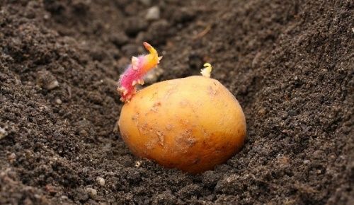 коли садити картоплю