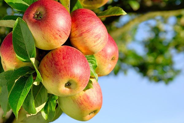 джерело вітамінів - яблуко