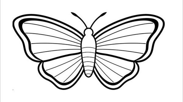 красива смугаста метелик