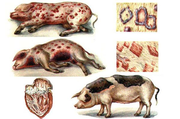 рожа у свиней