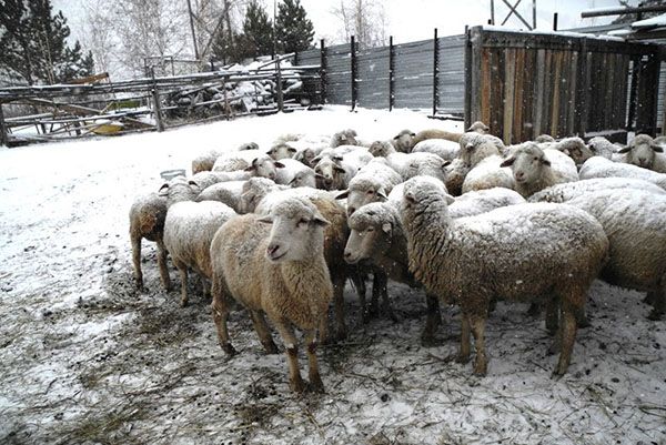 Вівці на подвір'ї взимку