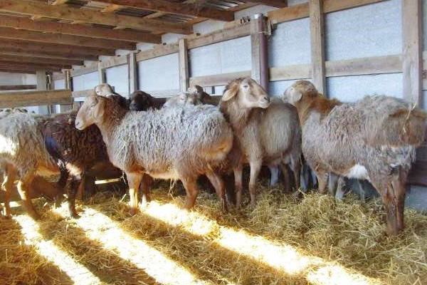 Взимку овець містять в критих приміщеннях