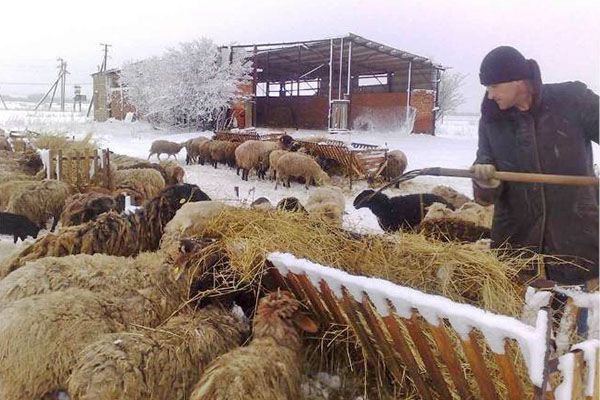 Годують овець на відкритому повітрі