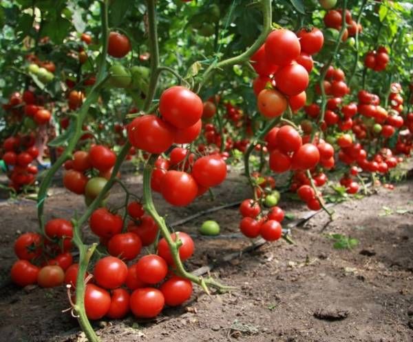 хороший урожай помідорів