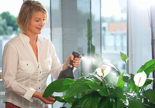 обприскування спатифиллума