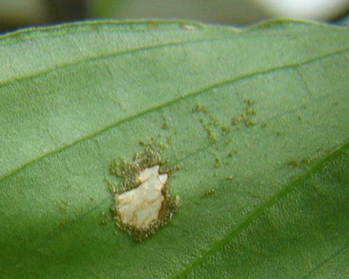 Виразка на листках з'являється в результаті низької температури повітря