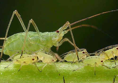 Попелиця на листках спатифиллума