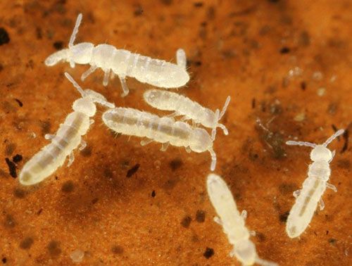 Ногохвостки - шкідники рослин