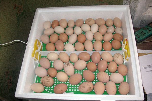 Курячі яйця в інкубаторі