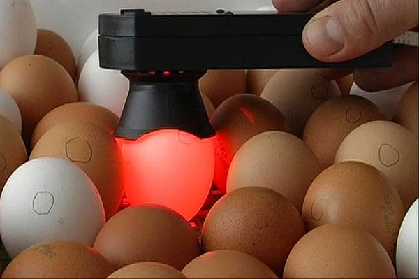 Перевірка яєць на запліднення
