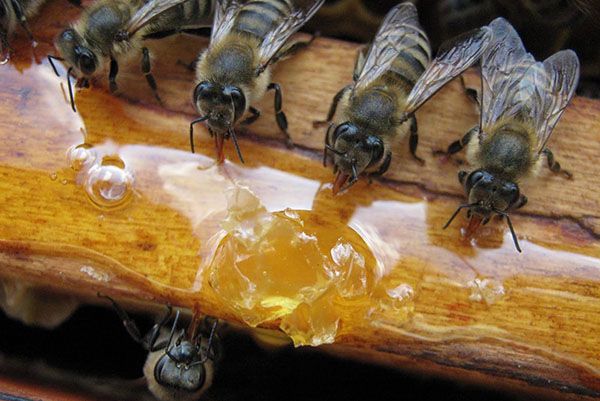 Підживлення бджіл навесні