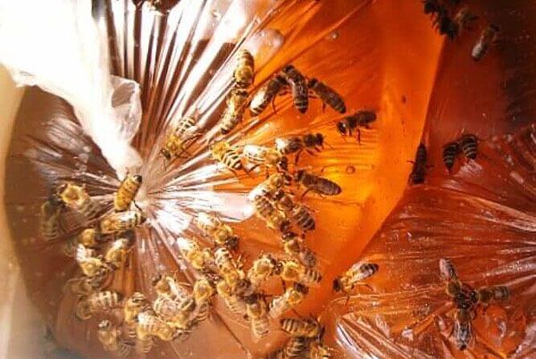 Бджоли їдять цукровий сироп