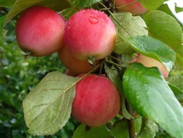 яблучний урожай