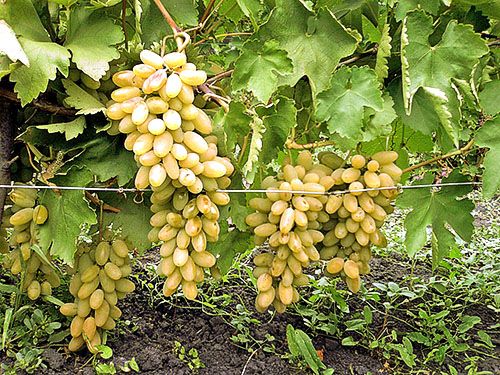 Вирощений виноград гарного сорту