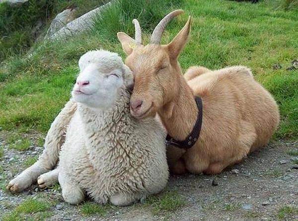 вівця і коза