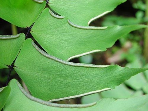 Унікальна будова листових пластин адиантума
