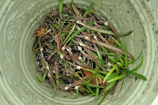 Молоді рослини амариліса з насіння