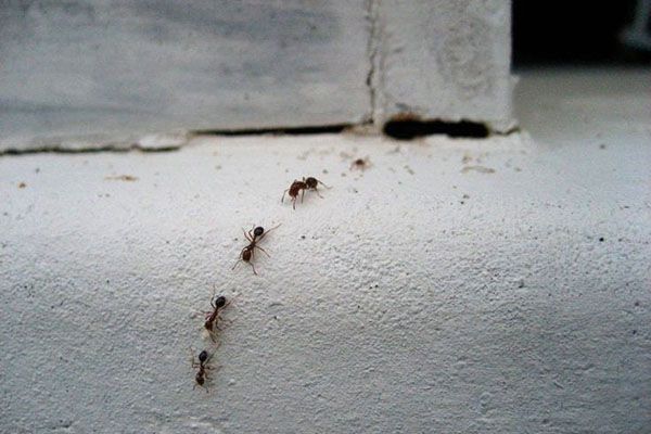 рух мурах