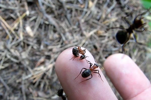 мурахи в саду